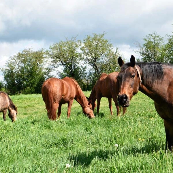 Pension pour chevaux à Gelles, Puy-de-Dôme
